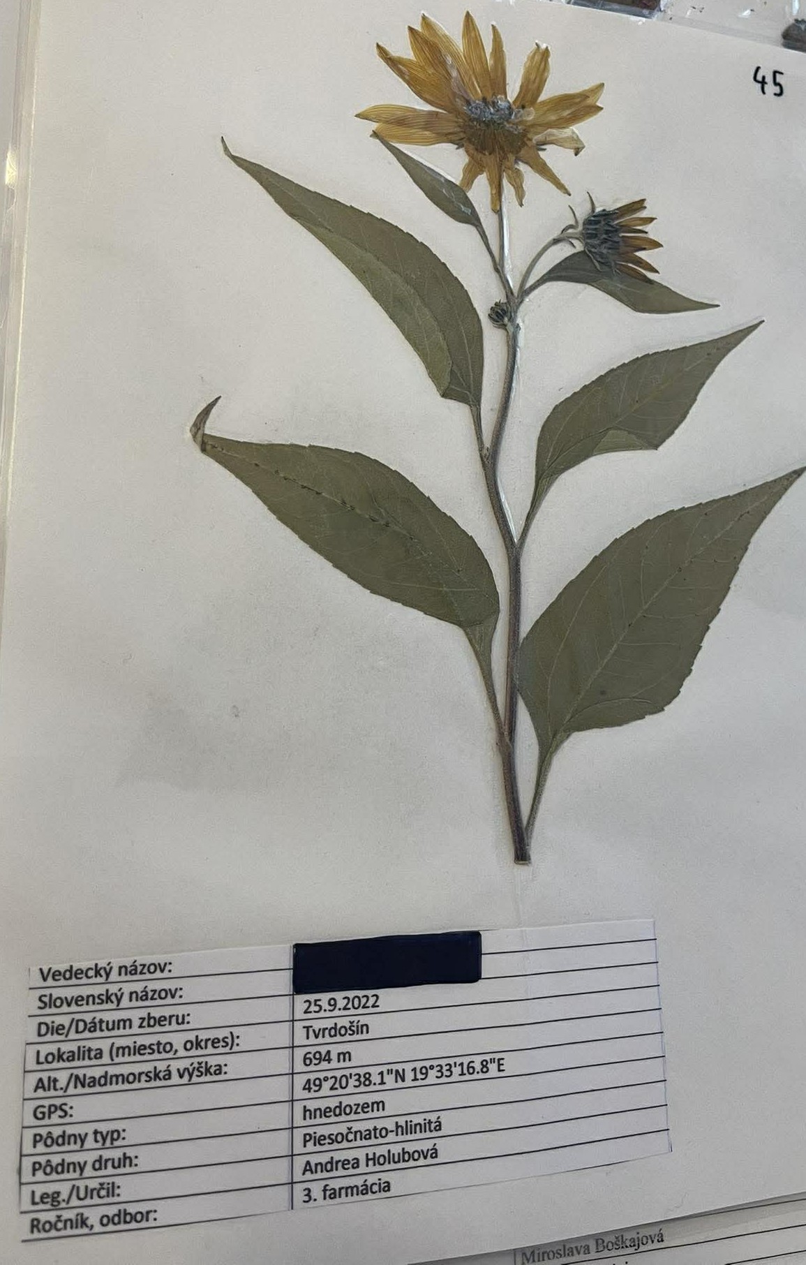 Rastlina Helianthus tuberosus